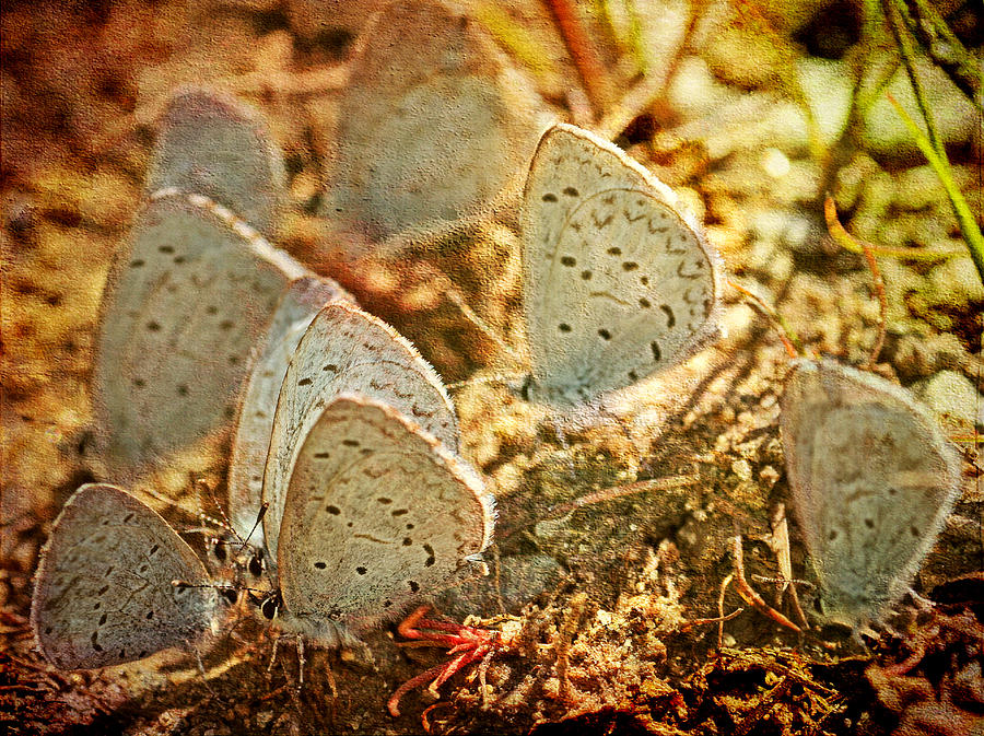 Butterfly Gathering Photograph by Peggy Collins