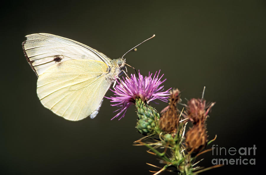 Butterfly Photograph - Butterfly by George Atsametakis