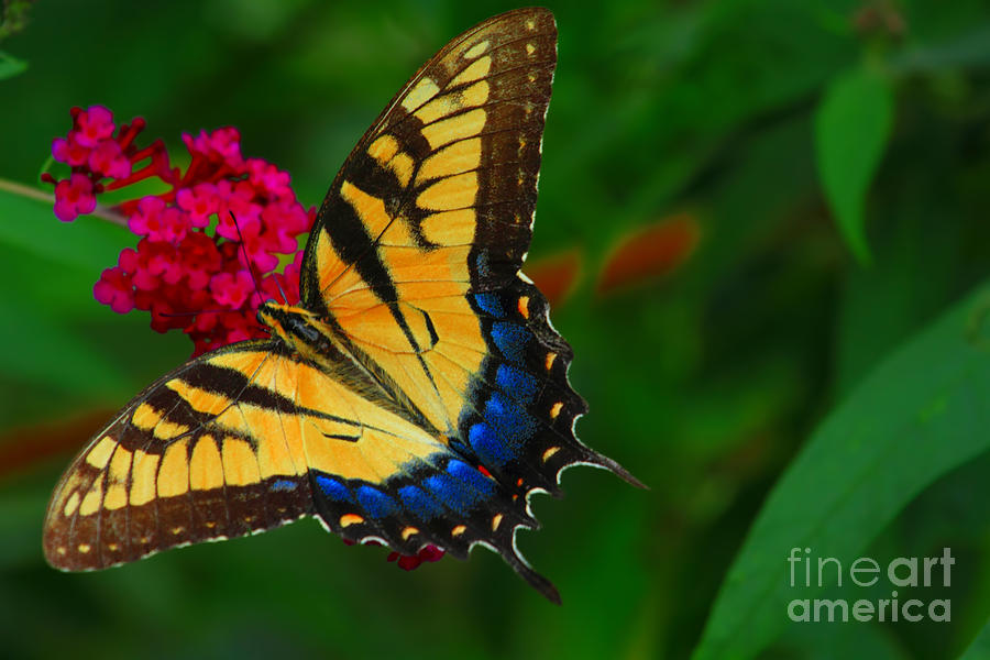 Butterfly Photograph by Geraldine DeBoer