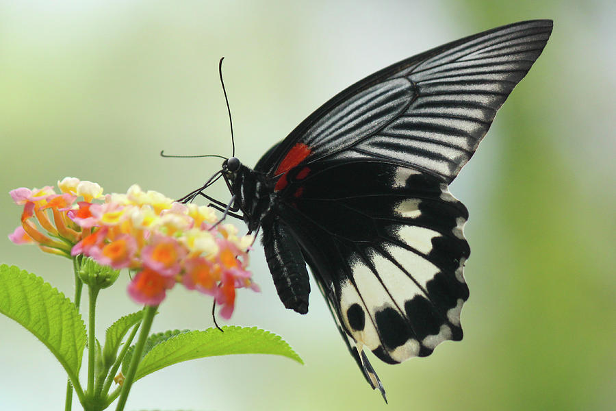 Butterfly Photograph by Getty Images
