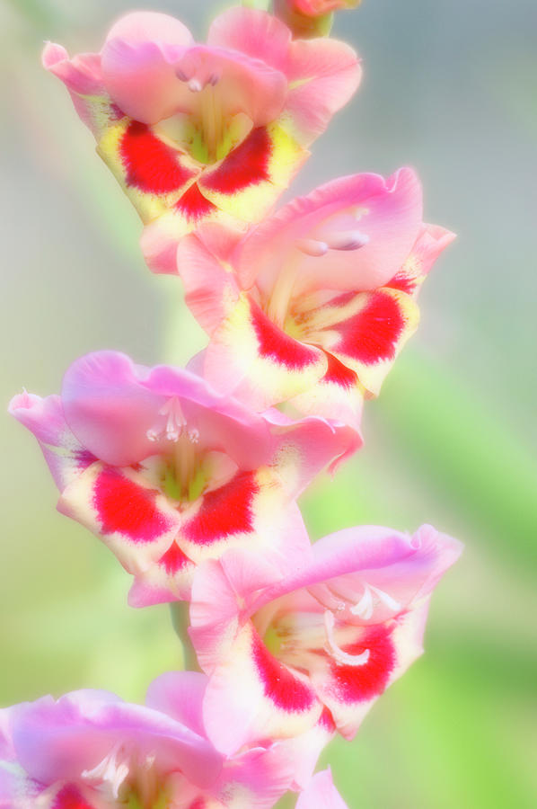 Butterfly Gladiolus Photograph by Maria Mosolova/science Photo Library