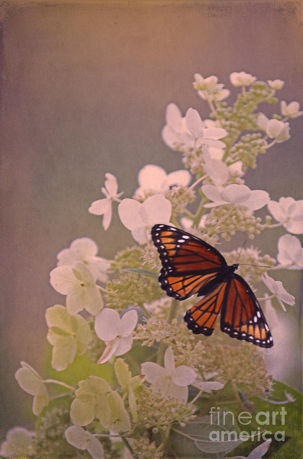 Butterfly Glow Photograph by Elizabeth Winter
