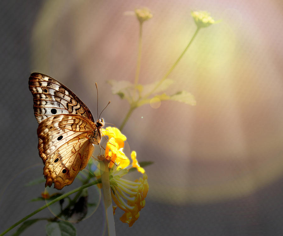 Butterfly Glow Photograph by Judy Vincent