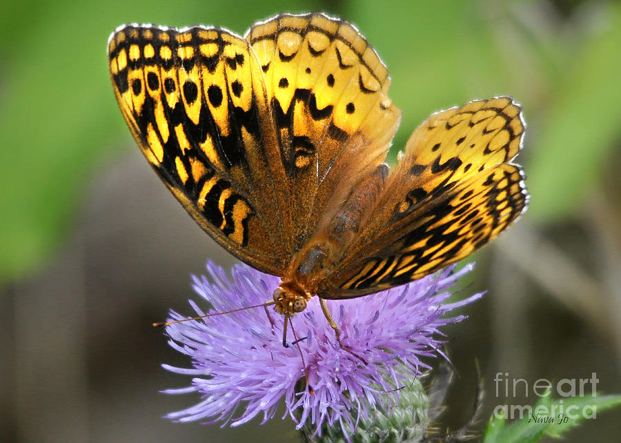 Butterfly Glow Photograph by Nava Thompson