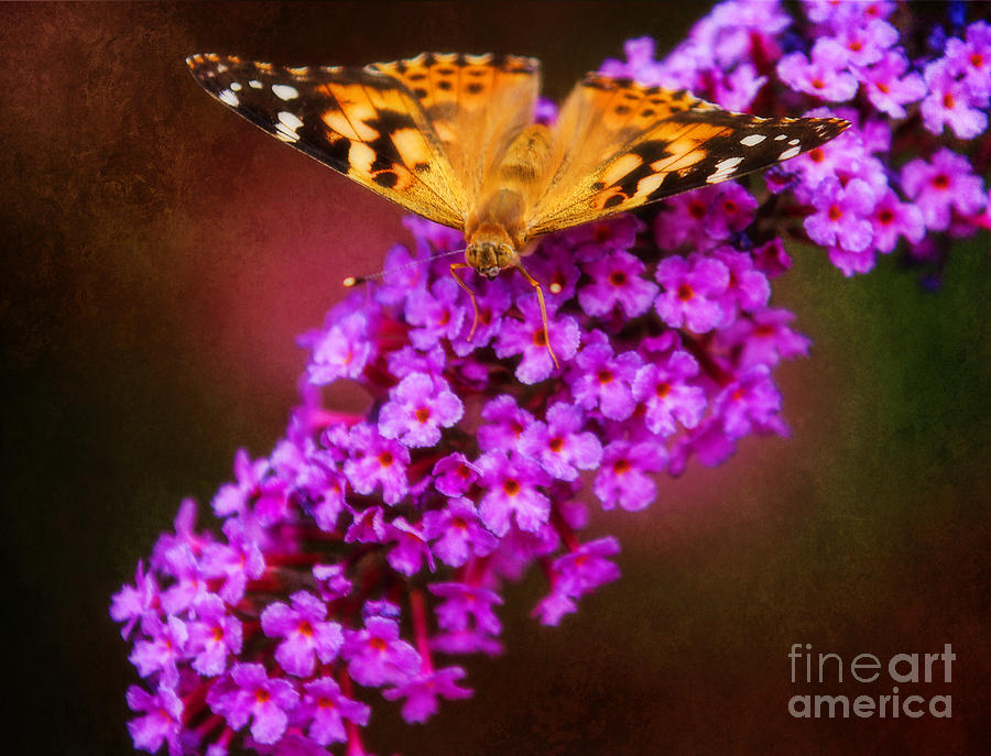 Butterfly Gold Photograph by Elizabeth Winter