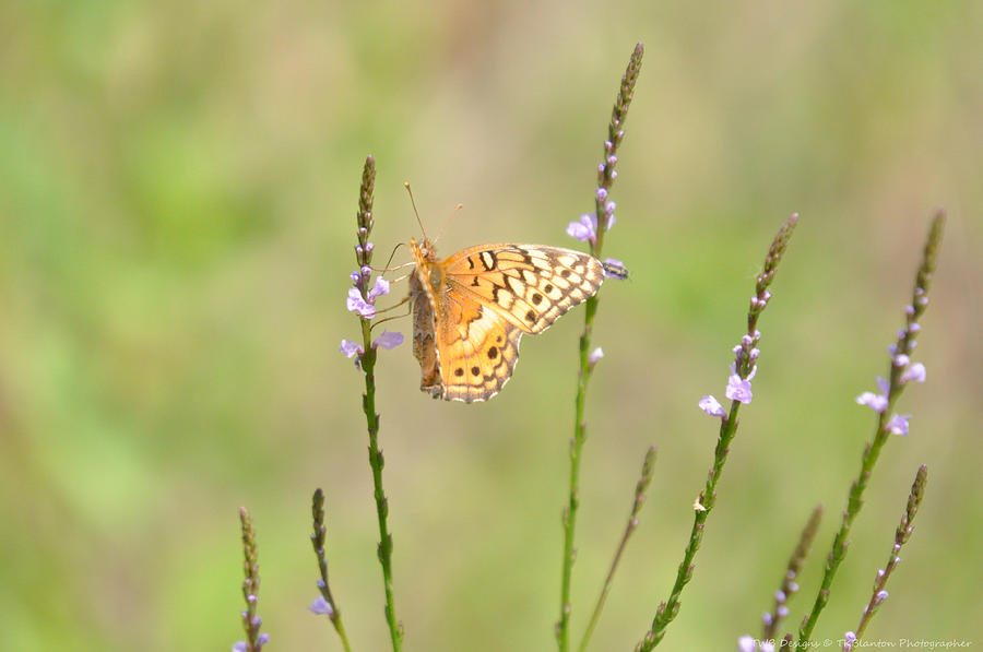 Butterfly Grass Photograph by Teresa Blanton