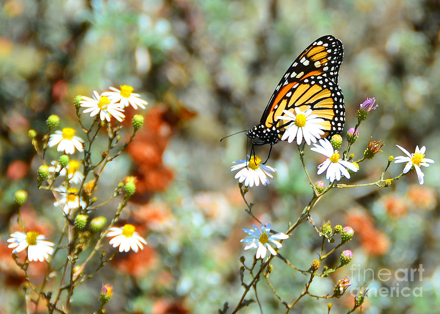 Butterfly Grove Monarch Photograph by Debra Thompson