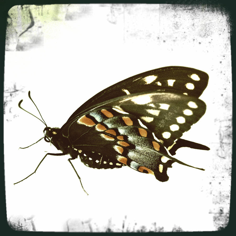 Butterfly Grunge Photograph by Dorian Hill