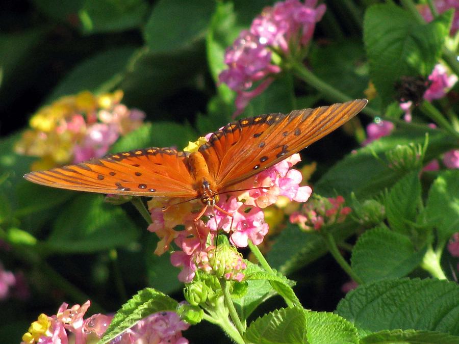 Butterfly - Gulf Fritillary 01 Photograph by Pamela Critchlow
