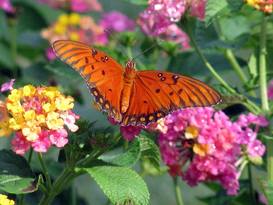 Butterfly - Gulf Fritillary 02 Photograph by Pamela Critchlow