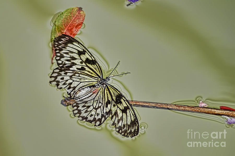 Butterfly Photograph - Butterfly Haiku by Olga Hamilton