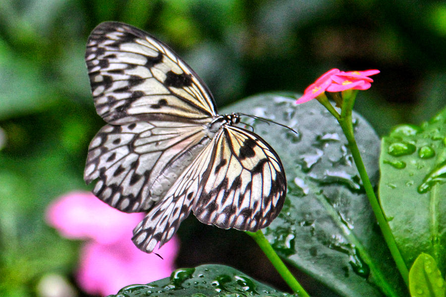 Butterfly Heaven Photograph by Rosemary Aubut