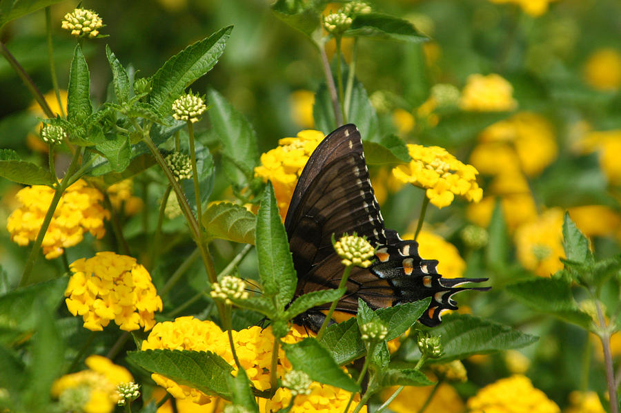 Butterfly hiding Photograph by Artistinoz Jodie sims | Fine Art America