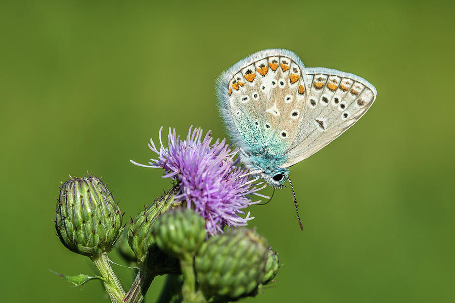 Butterfly I Plebejus Argus by Lightcapturing By Björn Abt