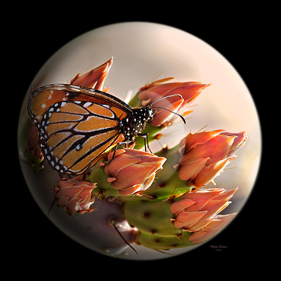 Butterfly In A Globe Photograph by Phyllis Denton