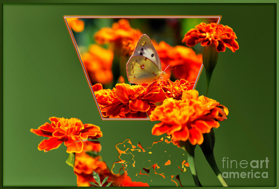 Butterfly In A Sea Of Orange Floral 02 Photograph by Thomas Woolworth