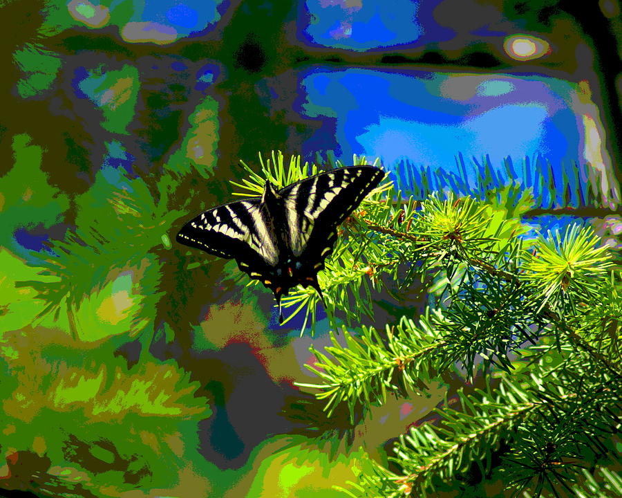 Butterfly in a Spokane Pine Photograph by Ben Upham III