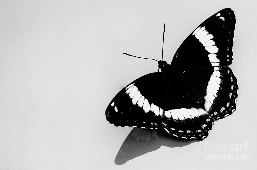 Butterfly in Black and White Photograph by Bianca Nadeau