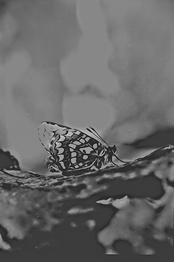 Butterfly in Black and White Digital Art by Cathy Anderson