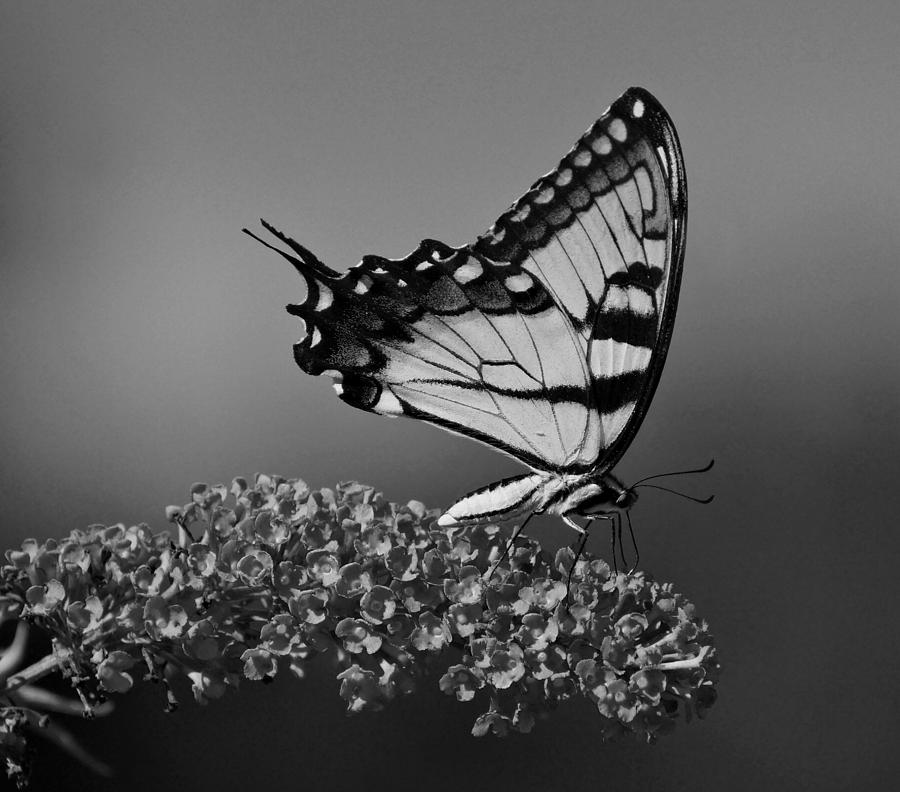 Butterfly in Black and White Photograph by Sandy Keeton