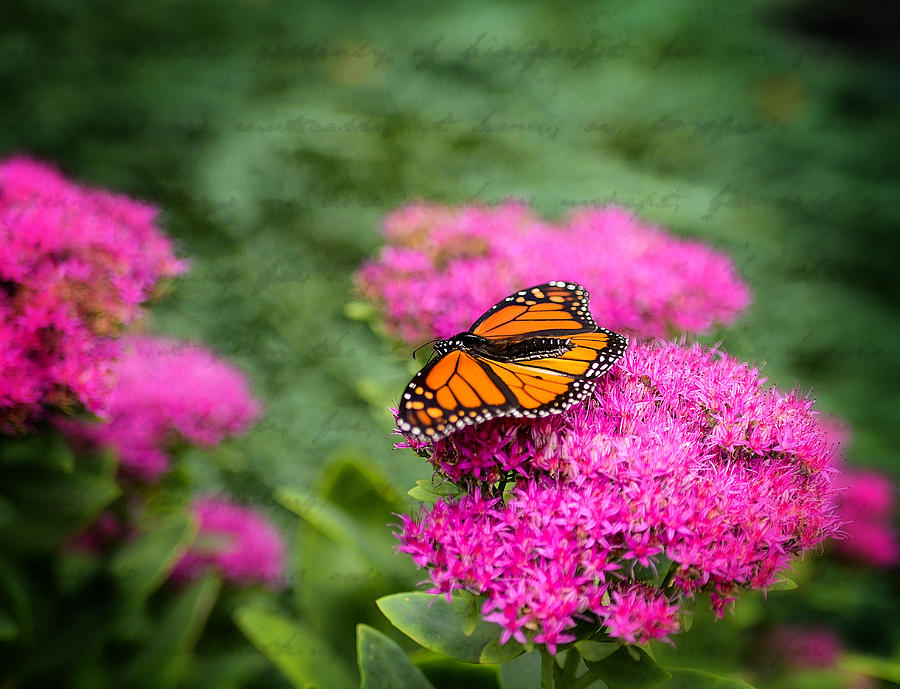 Butterfly in Bloom Photograph by Mary Timman