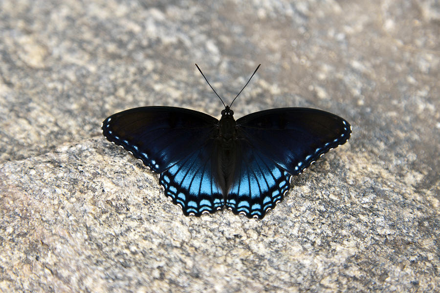 Butterfly In Blue Photograph by Christopher McPhail - Fine Art America