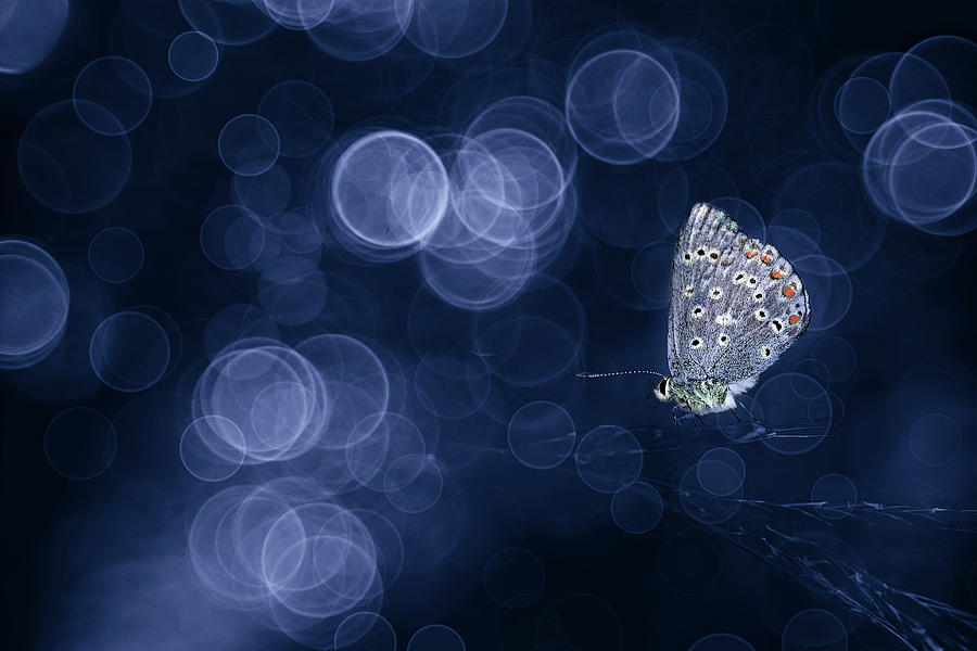 Butterfly in blue Photograph by Edoardogobattoni.net