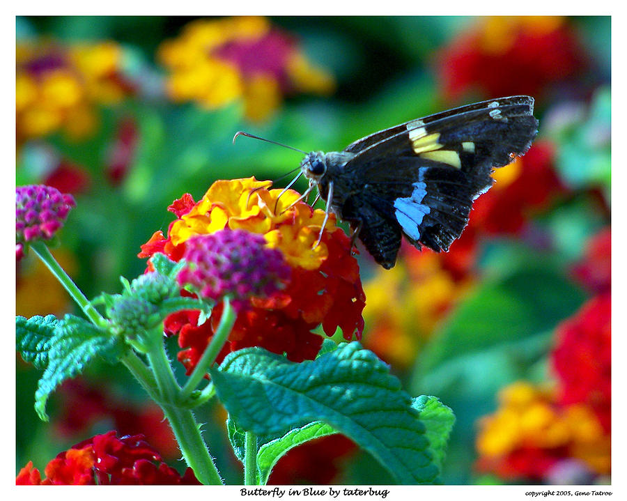 Butterfly In Blue Photograph by Gene Tatroe