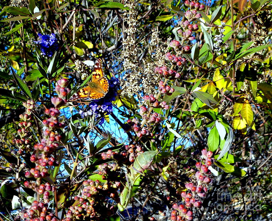 Butterfly in Butterfly Bush Photograph by Mars Besso