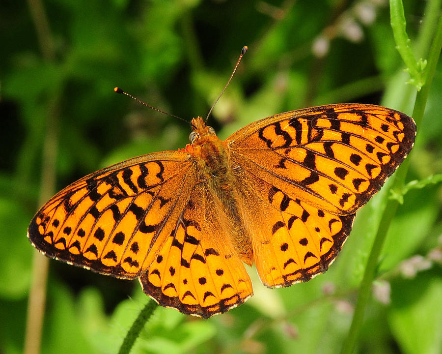 Butterfly in Door County Photograph by Dave Goggin - Fine Art America