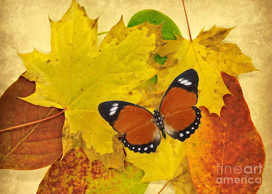 Butterfly in Fall  Photograph by Mindy Bench