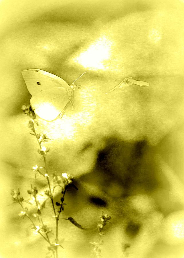 Butterfly in Flight - 2013-10-187 Photograph by Travis Truelove