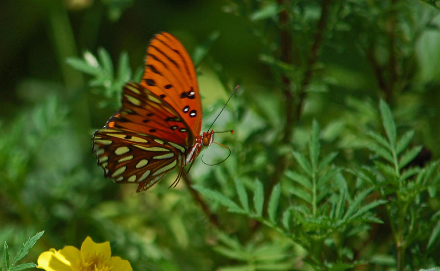 Butterfly in Flight Photograph by Bryan Maleckar - Fine Art America