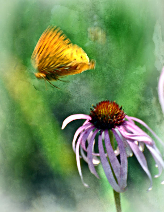 Butterfly In Flight Photograph by Marty Koch