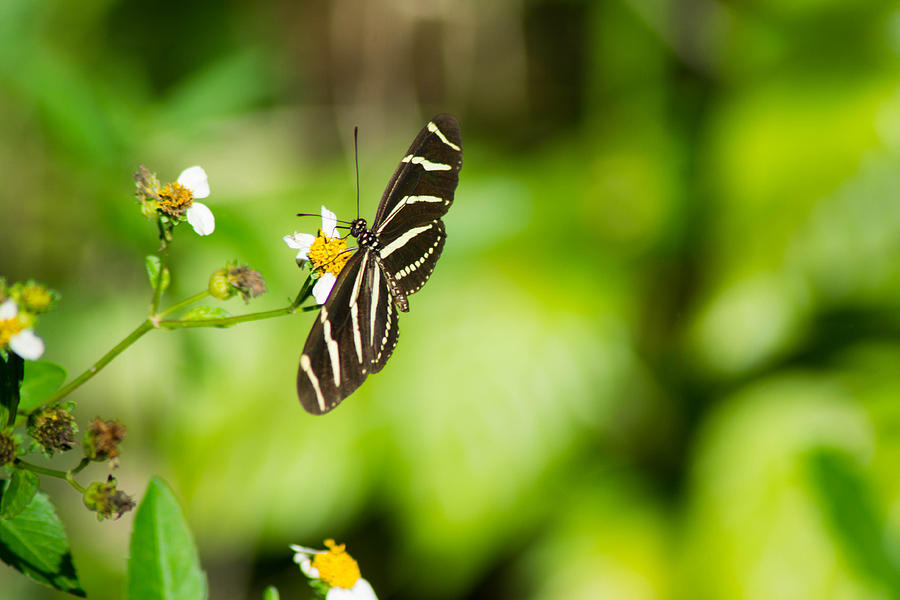 Butterfly in Ft. Myers Photograph by Shannon Harrington
