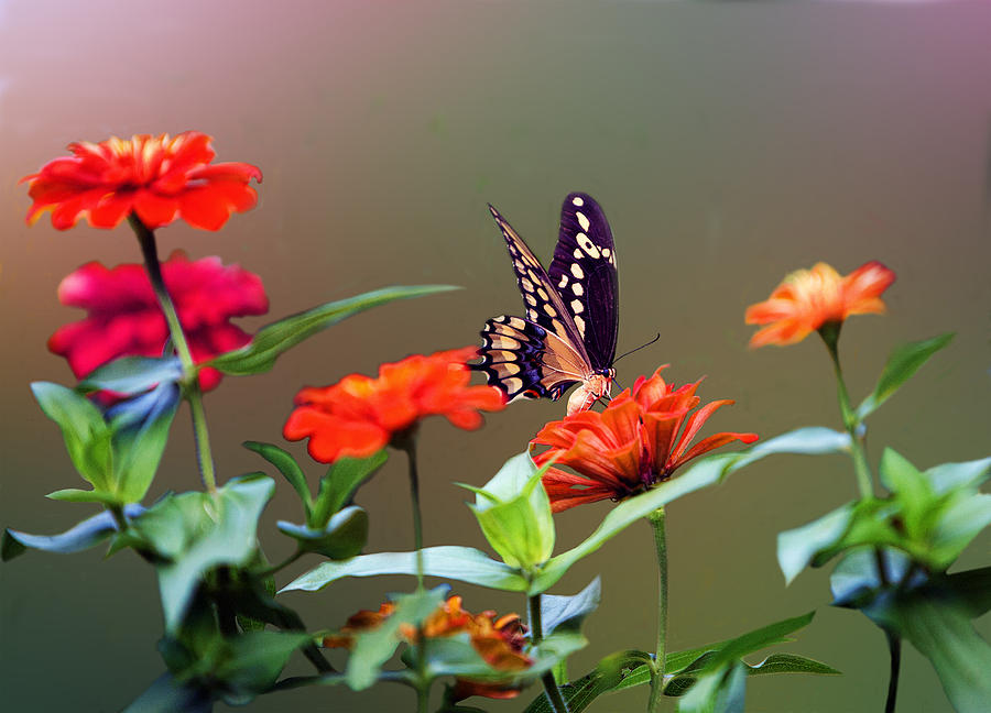 Butterfly in Garden of Zinnias Photograph by Linda Phelps