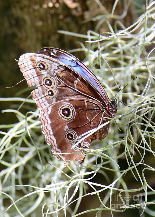 Butterfly in Moss Photograph by Carol Groenen