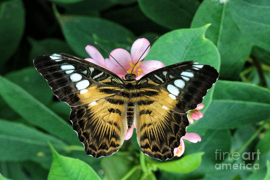 Butterfly in Pink Photograph by Shari Nees