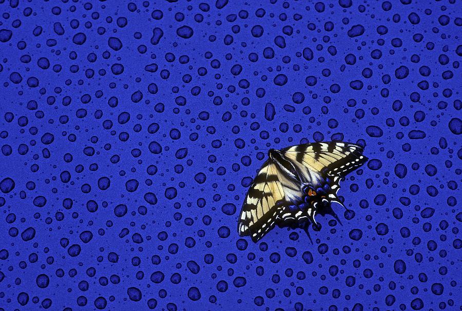Butterfly Photograph - Butterfly in rain by Randy Duchaine