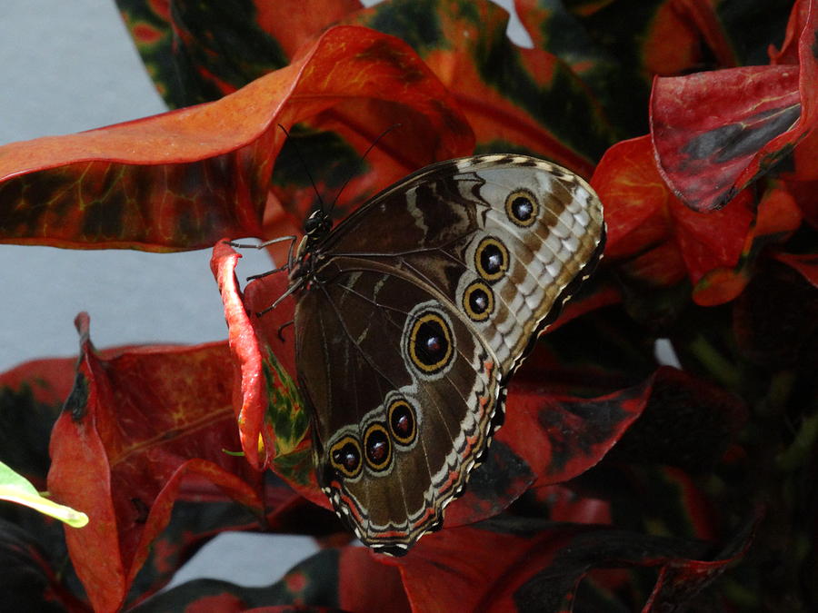 Butterfly In Repose Photograph