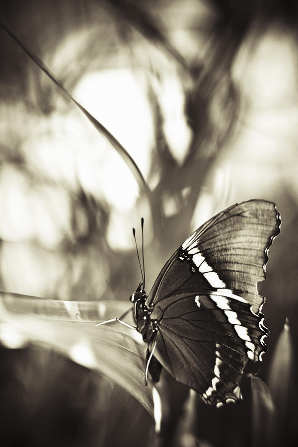 Butterfly In Sepia Photograph by Bradley R Youngberg