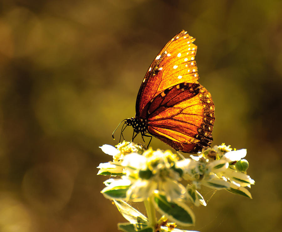 Butterfly in sun Photograph by John Johnson