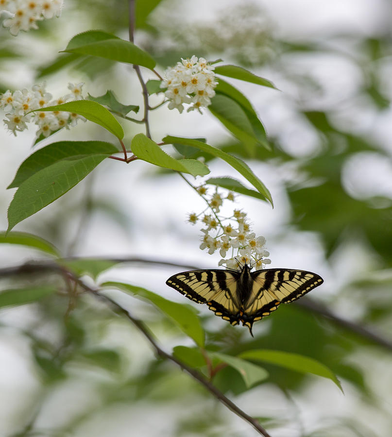Butterfly Photograph - Butterfly in the Chokecherry Tree by Dee Carpenter