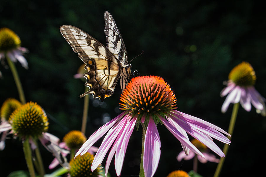 Butterfly in the garden Photograph by Glenn DiPaola