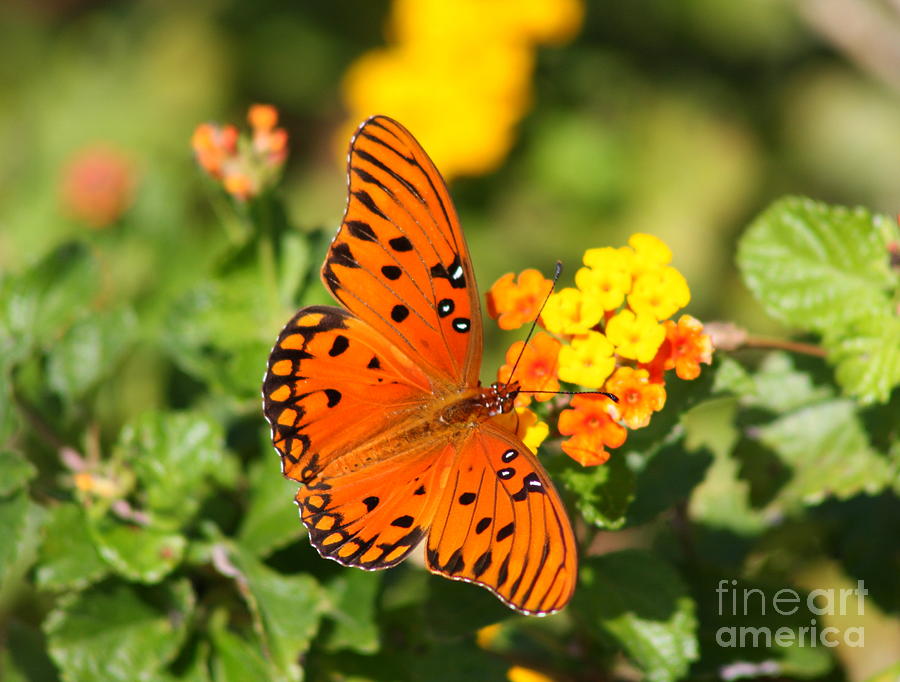 Butterfly Photograph - Butterfly In The Glades - Gulf Fritillary by Christiane Schulze Art And Photography