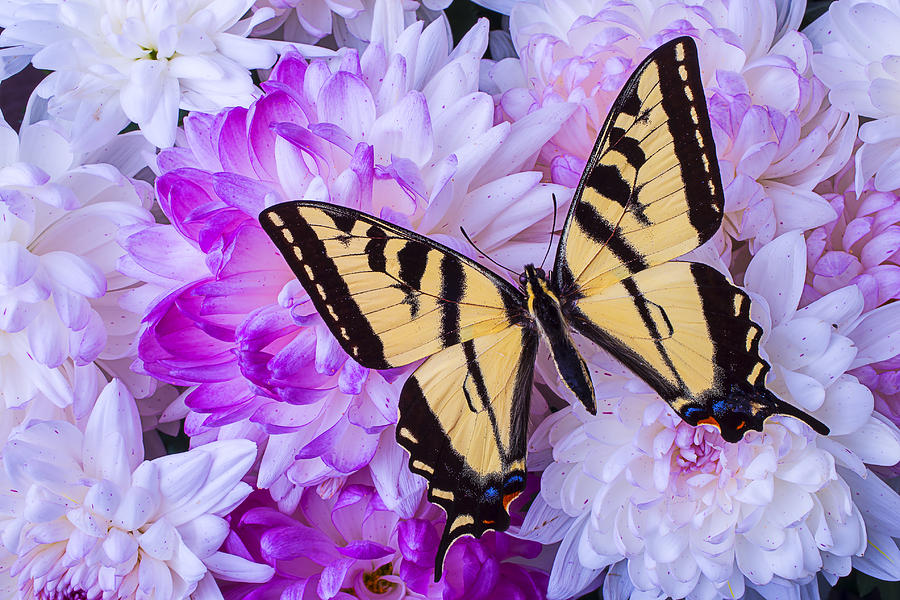 Insects Photograph - Butterfly In The MUMS by Garry Gay