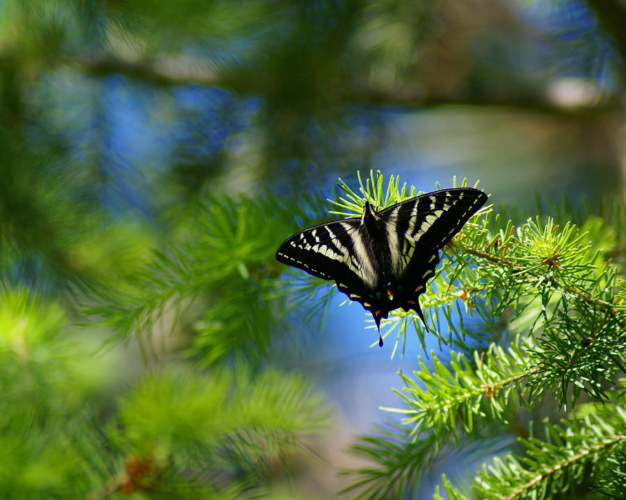 Butterfly in the Pines Photograph by Ben Upham III