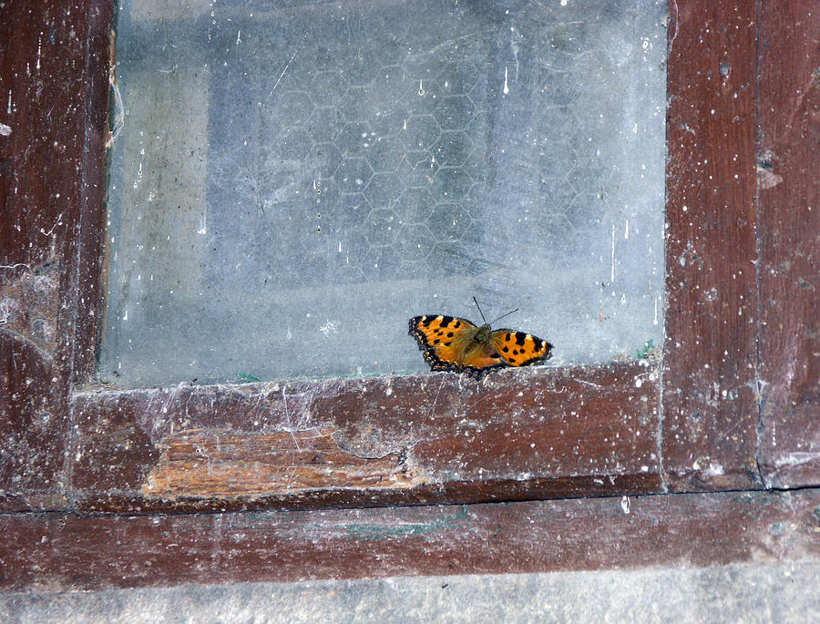 Butterfly In Wine Cellar Window Photograph
