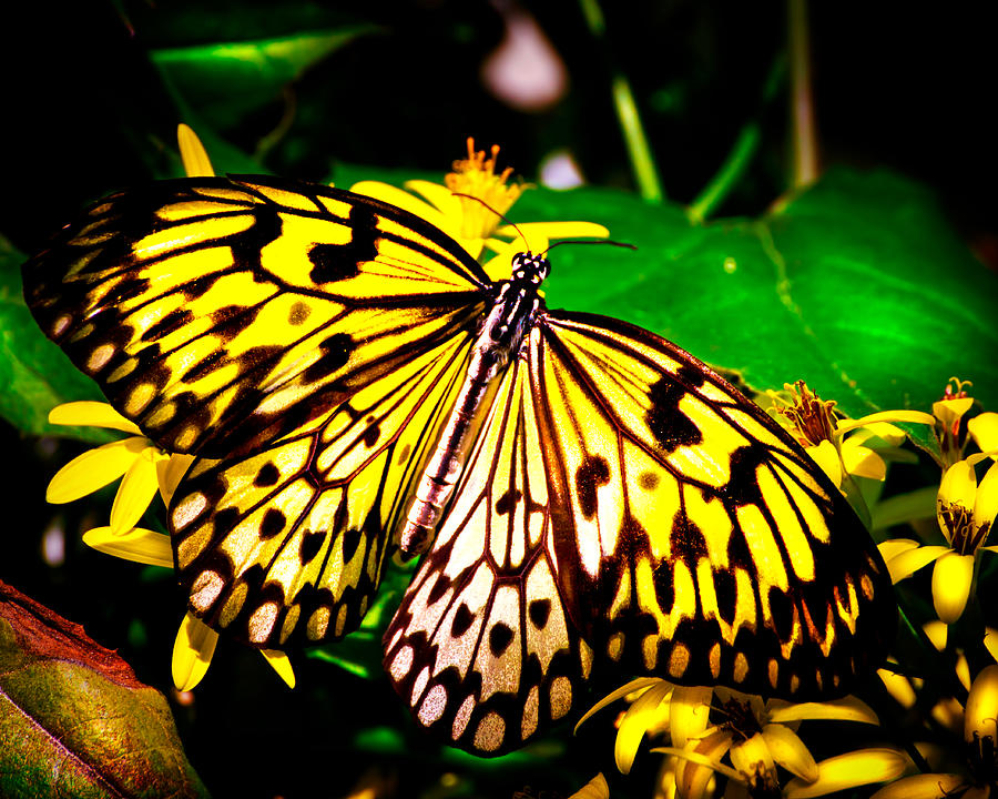 Butterfly in Wonderland Photograph by Mark Andrew Thomas