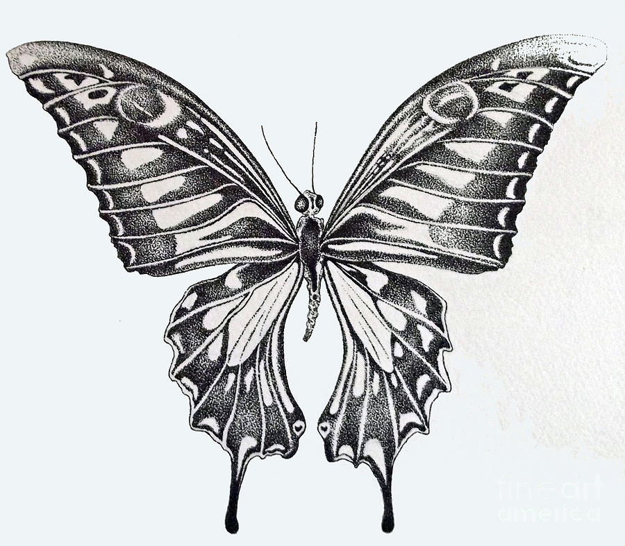 Butterfly Ink Pointillism Study Drawing